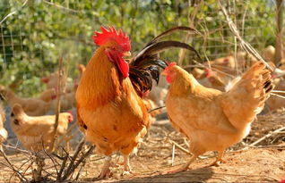 鸡为什么克蛇,从三个角度进行分析(有视频)