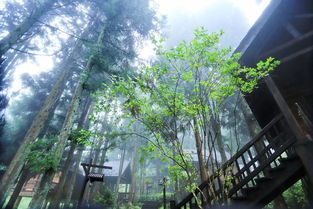 世界上最恐怖的森林,青木原树海/施瓦兹瓦尔德森林(有视频)