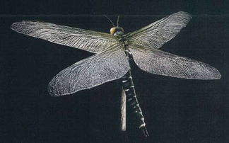 人类最想复活的动物,猛犸象/巨蜻蜓(有视频)