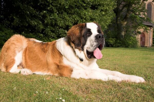 狗是哪个国家的国宝,这些知识你可能不知道(有视频)