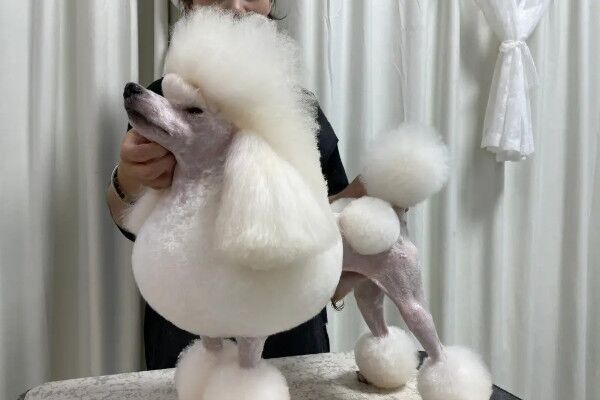 狗是哪个国家的国宝,这些知识你可能不知道(有视频)