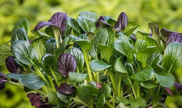 白衣服发黄怎么洗可以变白,共有六种方法(有视频)