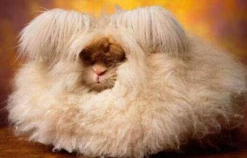 什么动物毛发最长,这三种动物毛发长到你不敢相信(有视频)